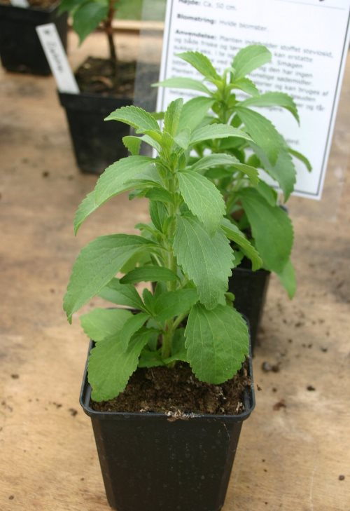 stevia